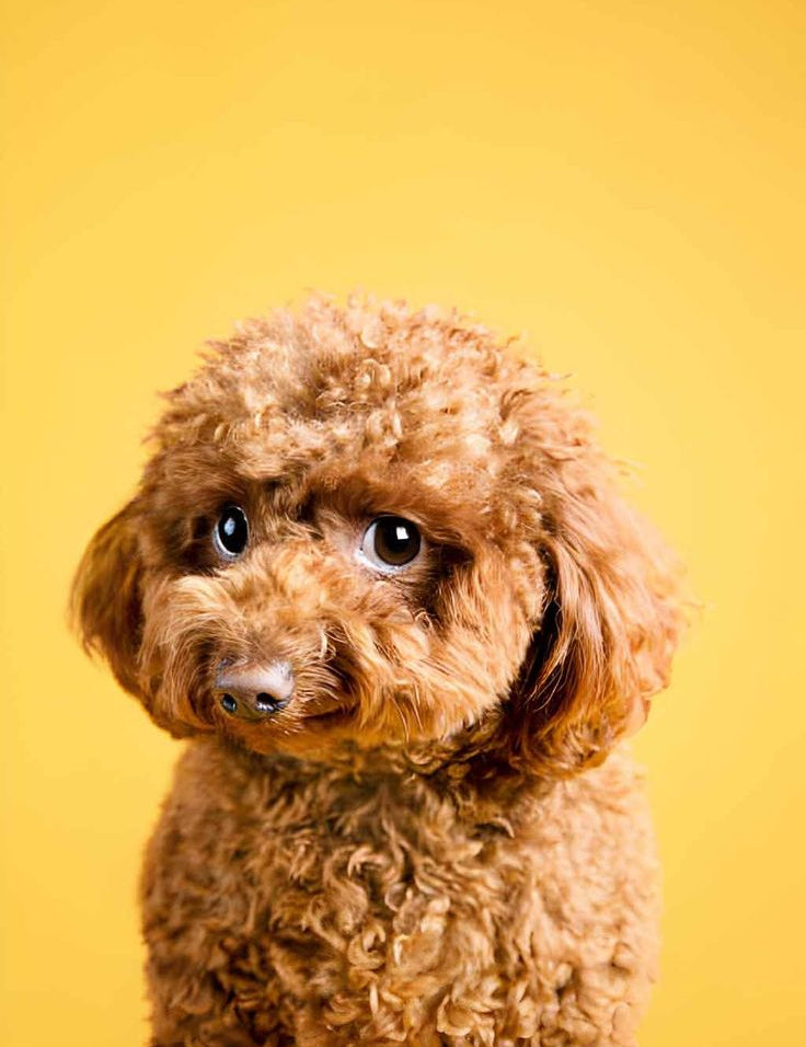20racesdechiensapoilslongslespluselegants.jpg